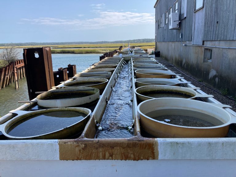 Linear upwellers containing chambers of shellfish seed at A.R.C.